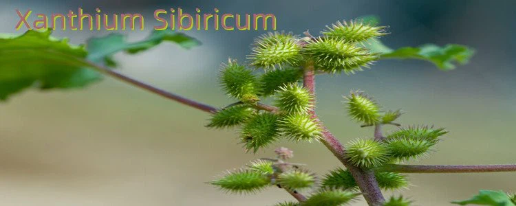 Cocklebur Extract.png